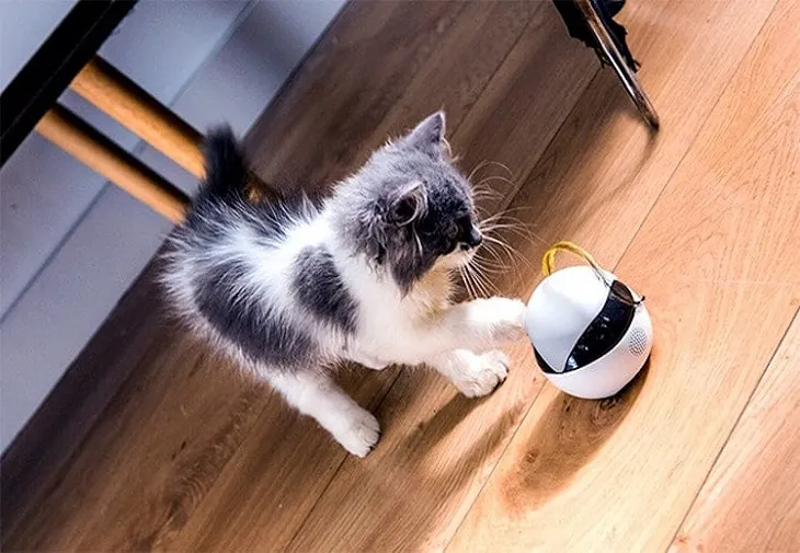 S-a inventat un robot inteligent care vă menține pisica fericită și sănătoasă în lipsa voastră