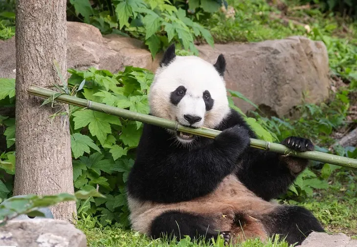 Bei Bei, ursul panda uriaș botezat de Michelle Obama preluat de chinezi