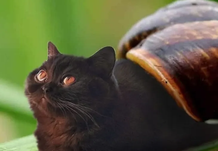 Pisici, pisici, peste tot pisici – abordarea felină a lumii de către o artistă