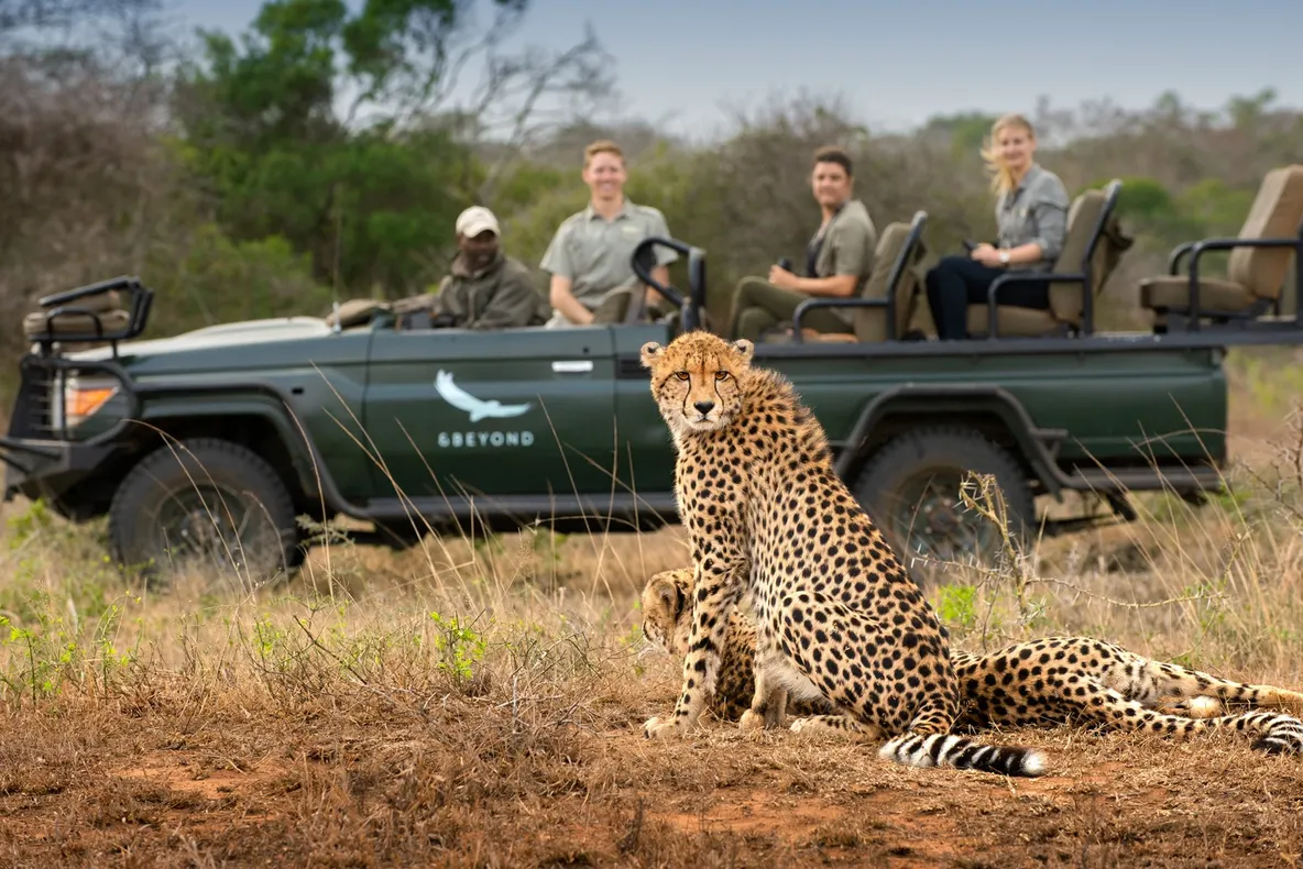 Turismul din Africa mizează pe tururi virtuale de safari ca să iasă din criză