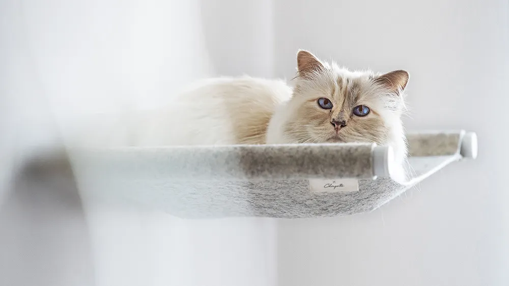 Choupette, pisica regretatului Karl Lagerfeld, a testat mobilierul pentru animale de companie