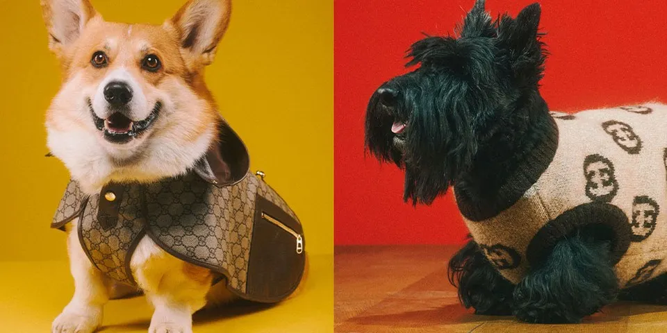 Tratează-ți prietenii blănoși regește cu noua colecție Gucci Pet!