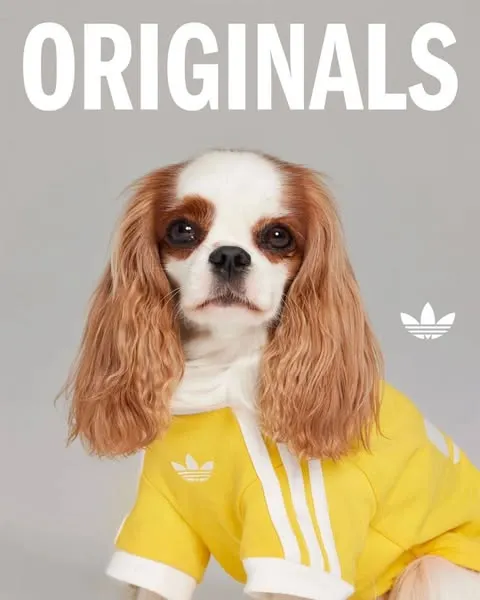 Adidas lansează o colecție dedicată animalelor de companie