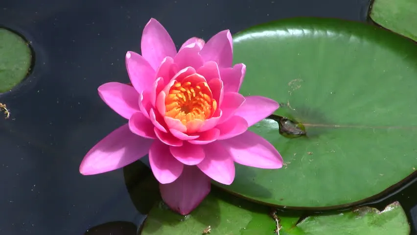 lotus roz