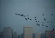 Poluarea fonică amenință peste o sută de specii