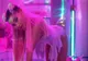 Ariana Grande acuzată că a furat refrenul din hitul „7 Rings”