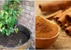 Ce se întâmplă dacă presari scorțișoară pe plantele din casă