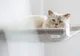 Choupette, pisica regretatului Karl Lagerfeld, a testat mobilierul pentru animale de companie
